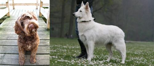 Portuguese Water Dog vs Berger Blanc Suisse - Breed Comparison