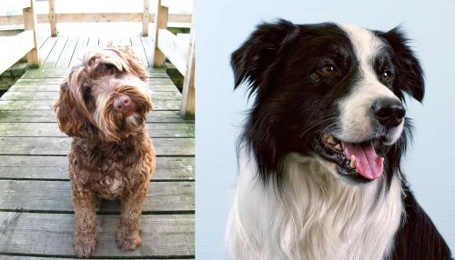 Portuguese Water Dog vs Border Collie - Breed Comparison