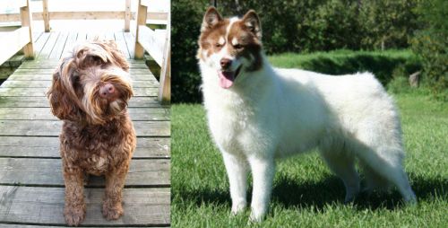 Portuguese Water Dog vs Canadian Eskimo Dog - Breed Comparison