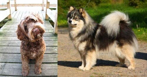 Portuguese Water Dog vs Finnish Lapphund - Breed Comparison