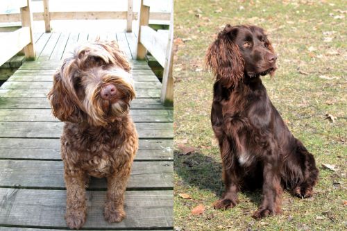 Portuguese Water Dog vs German Spaniel - Breed Comparison