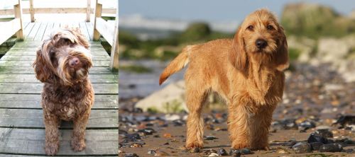 Portuguese Water Dog vs Griffon Fauve de Bretagne - Breed Comparison