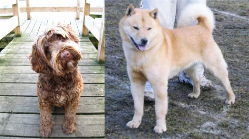 Portuguese Water Dog vs Hokkaido - Breed Comparison