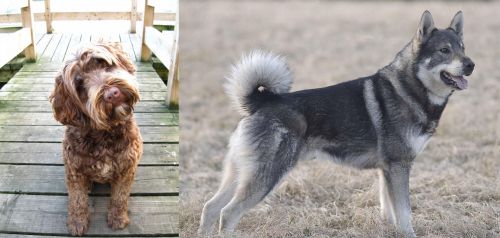 Portuguese Water Dog vs Jamthund - Breed Comparison