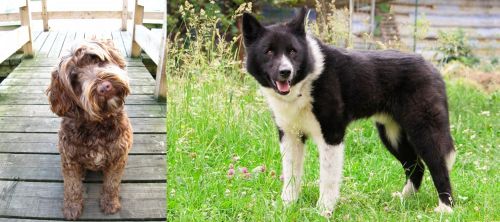 Portuguese Water Dog vs Karelian Bear Dog