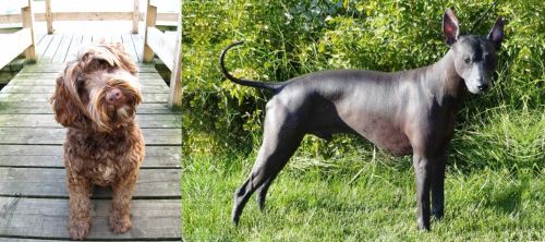 Portuguese Water Dog vs Peruvian Hairless - Breed Comparison