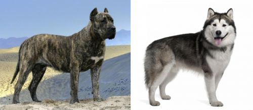 Presa Canario vs Alaskan Malamute - Breed Comparison