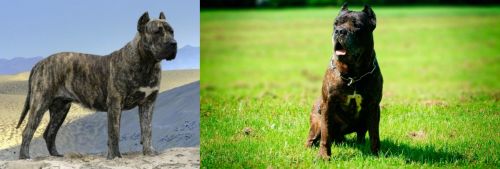 Presa Canario vs Bandog - Breed Comparison