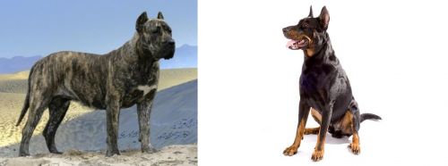Presa Canario vs Beauceron - Breed Comparison