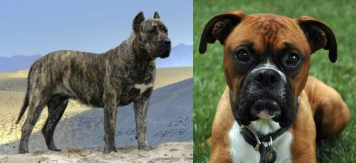 Presa Canario vs Boxer - Breed Comparison