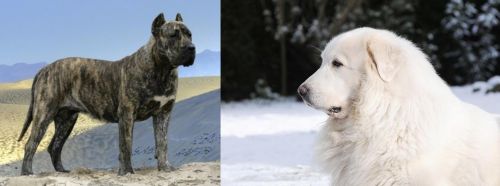 Presa Canario vs Great Pyrenees - Breed Comparison