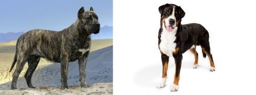 Presa Canario vs Greater Swiss Mountain Dog - Breed Comparison