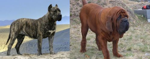 Presa Canario vs Korean Mastiff - Breed Comparison