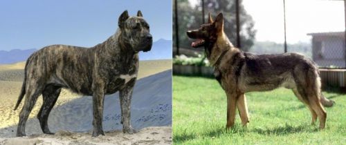 Presa Canario vs Kunming Dog - Breed Comparison