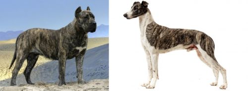 Presa Canario vs Magyar Agar - Breed Comparison