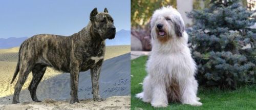 Presa Canario vs Mioritic Sheepdog