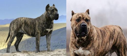 Presa Canario vs Perro de Presa Canario - Breed Comparison