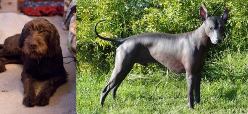 Pudelpointer vs Peruvian Hairless - Breed Comparison