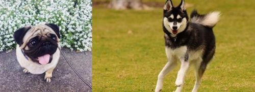 Pug vs Alaskan Klee Kai - Breed Comparison