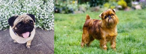 Pug vs Belgian Griffon - Breed Comparison