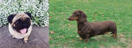 Pug vs Dachshund - Breed Comparison