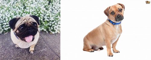 Pug vs Jug - Breed Comparison