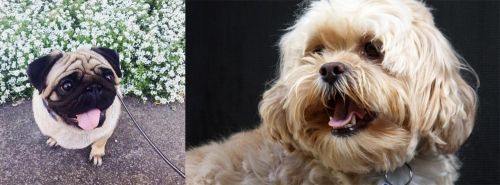 Pug vs Lhasapoo - Breed Comparison