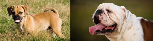 Puggle vs English Bulldog - Breed Comparison