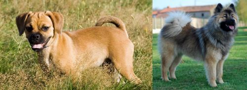 Puggle vs Eurasier - Breed Comparison