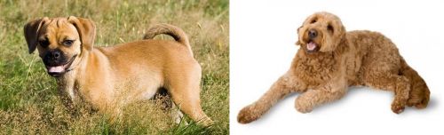 Puggle vs Golden Doodle - Breed Comparison