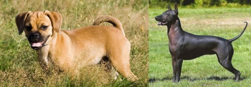 Puggle vs Hairless Khala - Breed Comparison