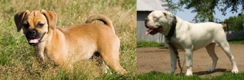 Puggle vs Hermes Bulldogge