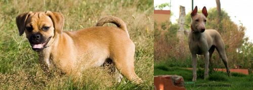 Puggle vs Jonangi - Breed Comparison