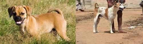 Puggle vs Pandikona - Breed Comparison