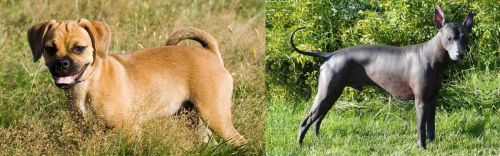 Puggle vs Peruvian Hairless - Breed Comparison