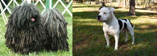 Puli vs American Bulldog - Breed Comparison