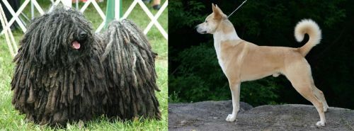 Puli vs Canaan Dog - Breed Comparison