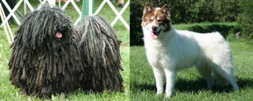 Puli vs Canadian Eskimo Dog - Breed Comparison