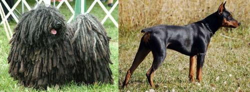 Puli vs German Pinscher - Breed Comparison