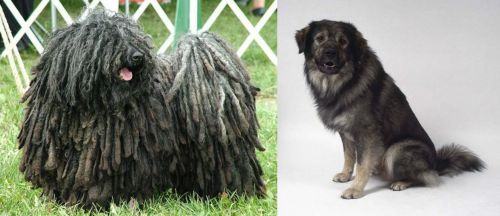 Puli vs Istrian Sheepdog - Breed Comparison