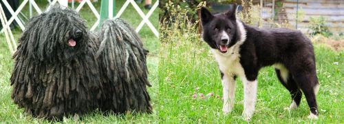 Puli vs Karelian Bear Dog - Breed Comparison