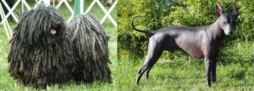 Puli vs Peruvian Hairless - Breed Comparison