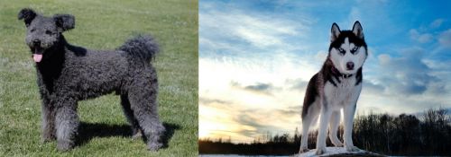 Pumi vs Alaskan Husky - Breed Comparison