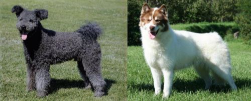 Pumi vs Canadian Eskimo Dog - Breed Comparison