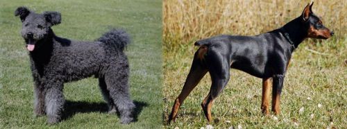 Pumi vs German Pinscher - Breed Comparison