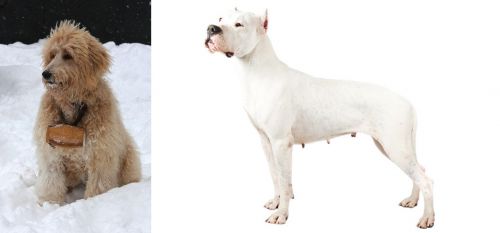 Pyredoodle vs Argentine Dogo - Breed Comparison