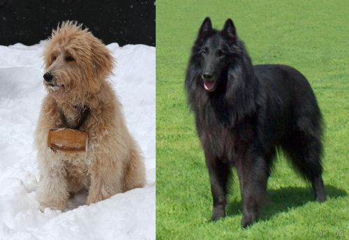 Pyredoodle vs Belgian Shepherd Dog (Groenendael) - Breed Comparison