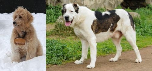Pyredoodle vs Central Asian Shepherd - Breed Comparison