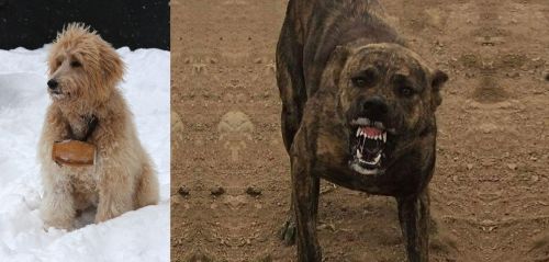 Pyredoodle vs Dogo Sardesco - Breed Comparison