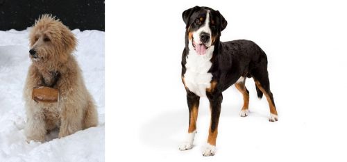 Pyredoodle vs Greater Swiss Mountain Dog